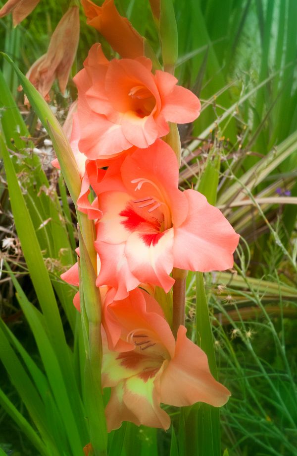 Gladiola through green filter